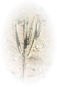 Eritrean Cactus